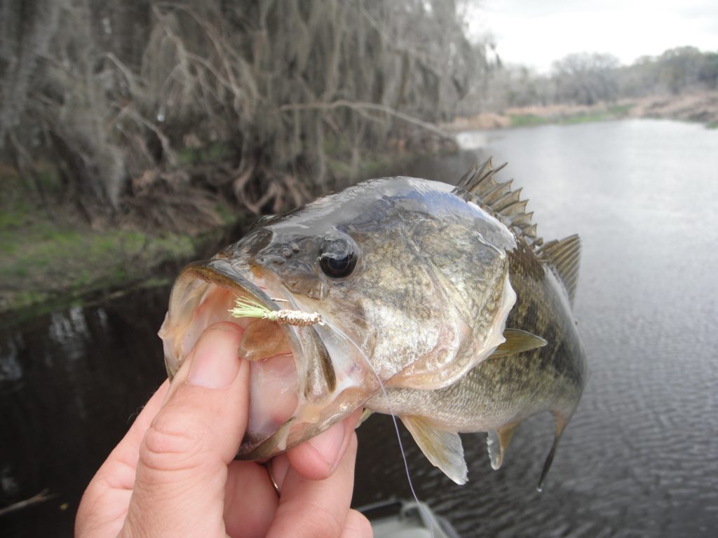 fly fishing for largemouth bass