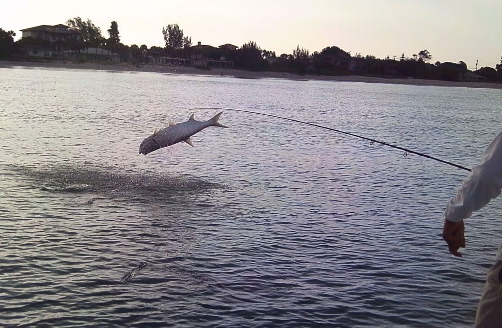 fly fishing for tarpon in Sarasota