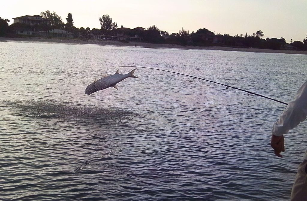 Fly Fishing for Tarpon in Sarasota – Sarasota Fly Fishing Charters